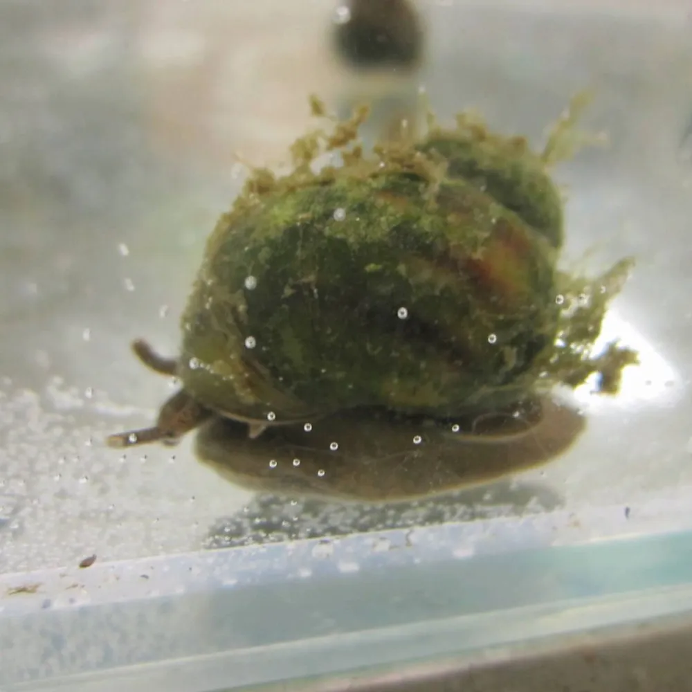 Trapdoor Snails |?Viviparus viviparus | Trapdoor Pond Snails - Image 2