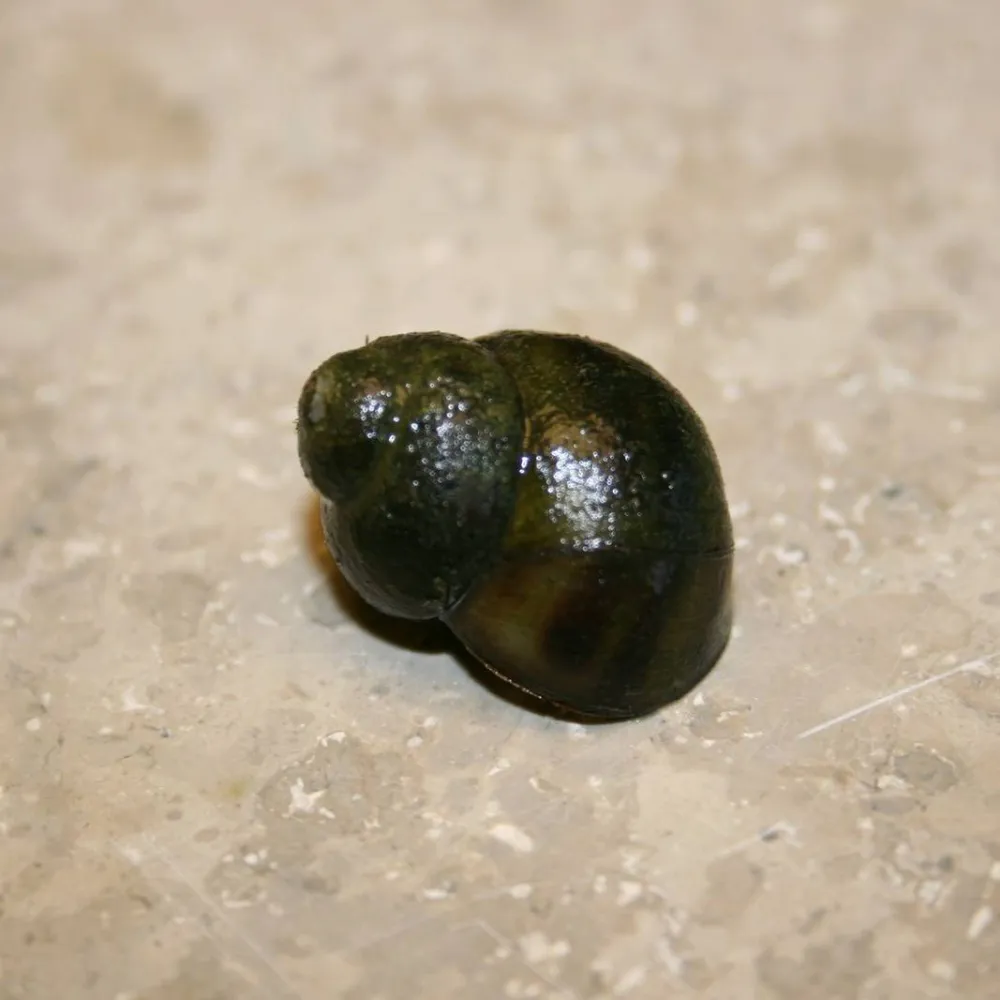 Trapdoor Snails |?Viviparus viviparus | Trapdoor Pond Snails - Image 3