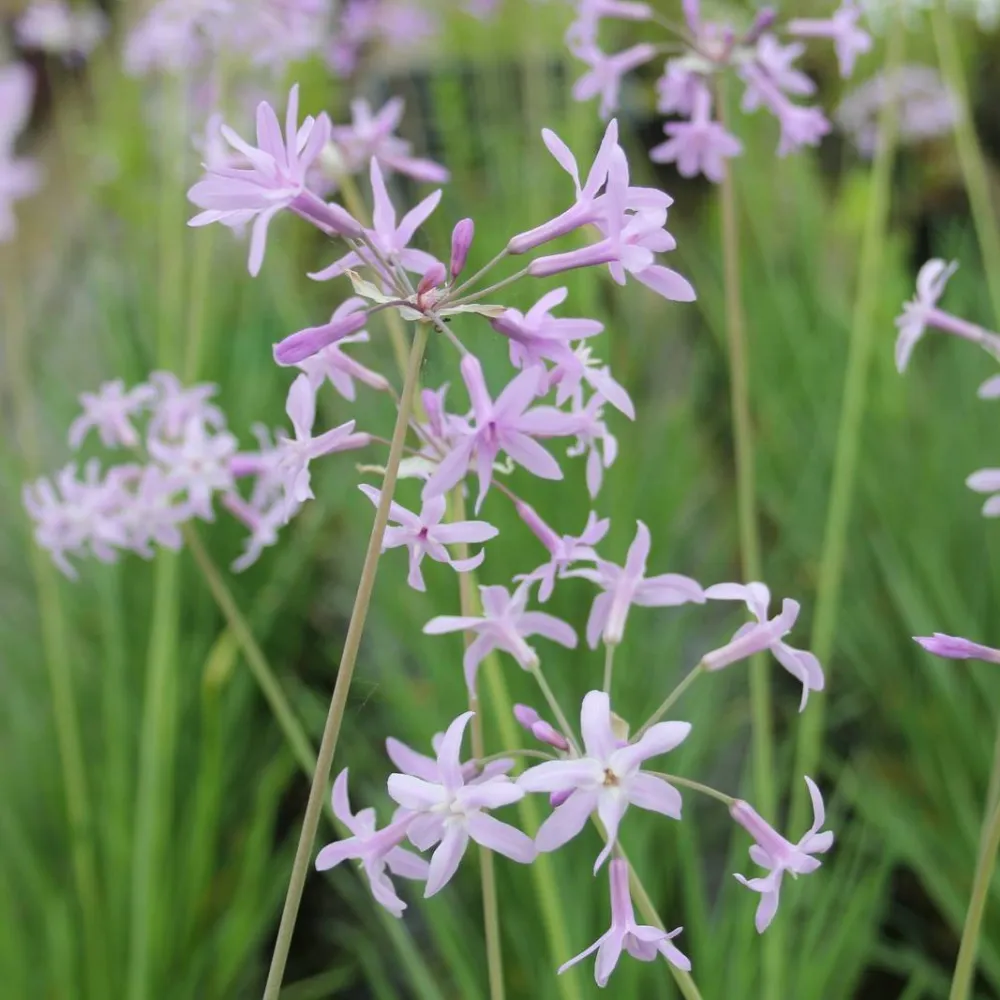 Tulbaghia?violacea | Society garlic | Marginal Plant - Image 2