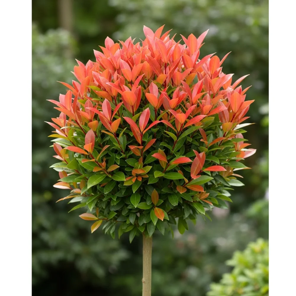 Two Photinia 'Red Robin' Patio Trees (3ft) - Image 2
