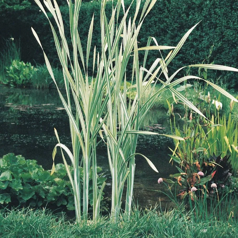 Typha?latifolia?Variegata | Variegated cattail | Marginal Plant - Image 2
