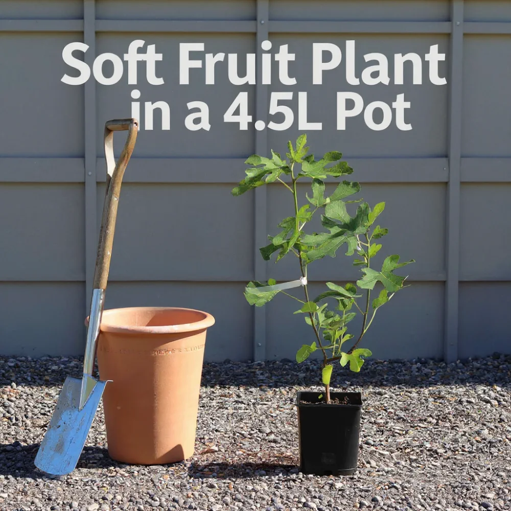 UK Hardy Fig Tree | 'Brown Turkey' in 4.5L Pot - Image 3