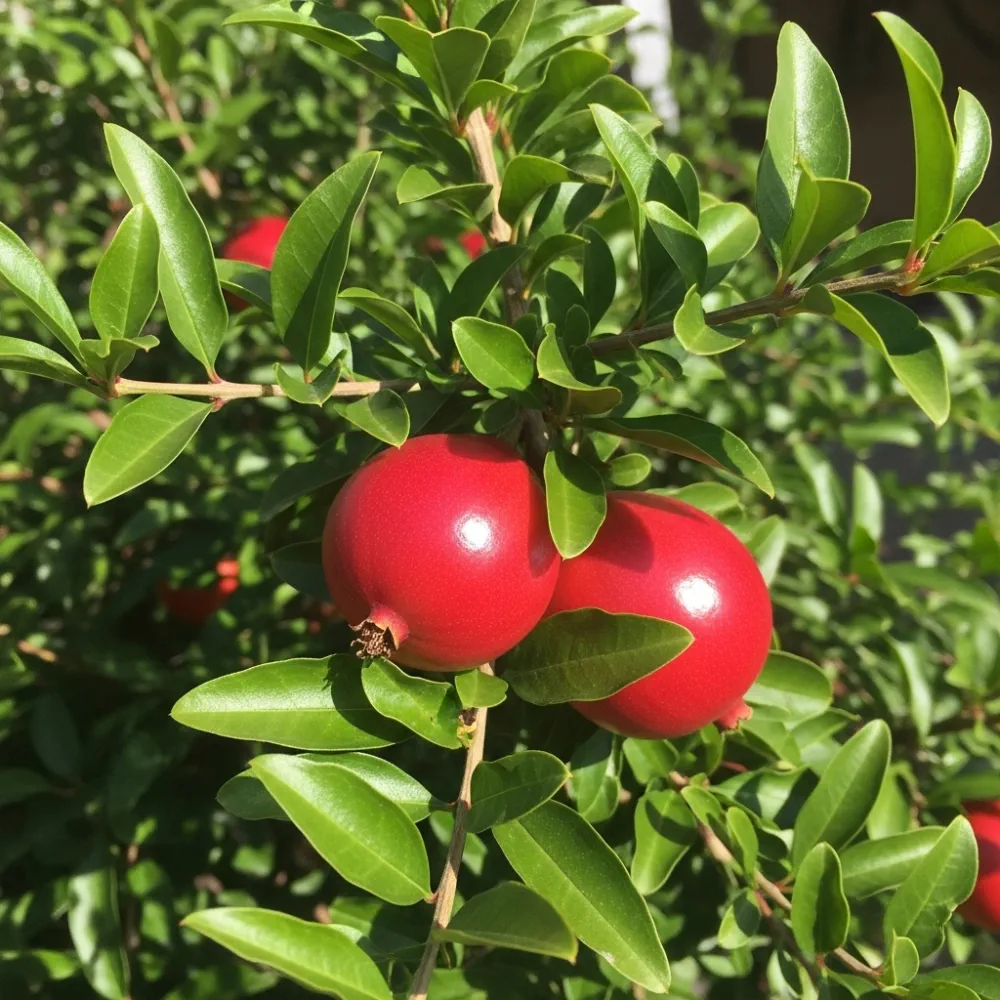 UK Hardy Pomegranate Bush | 2L Pot
