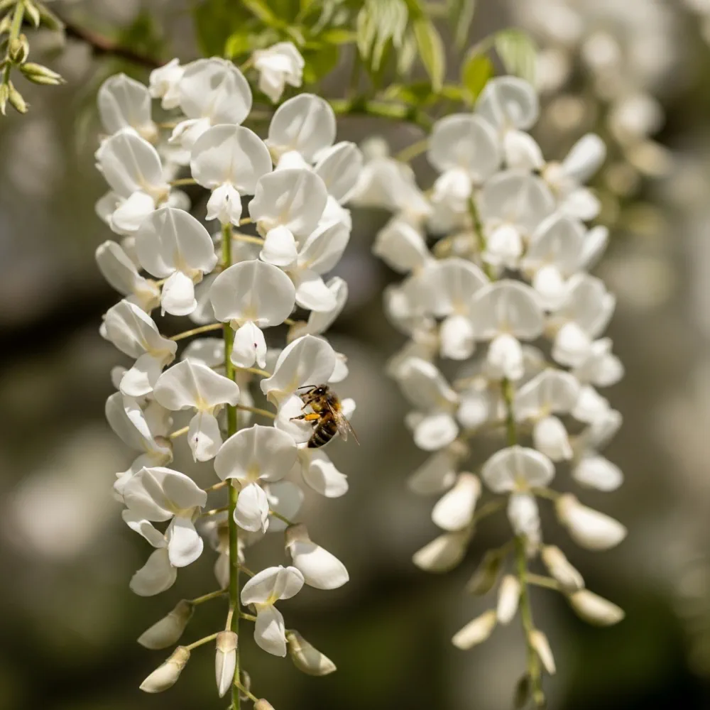 4 White Japanese Wisteria | Wisteria floribunda 'Alba' | 2L Pots