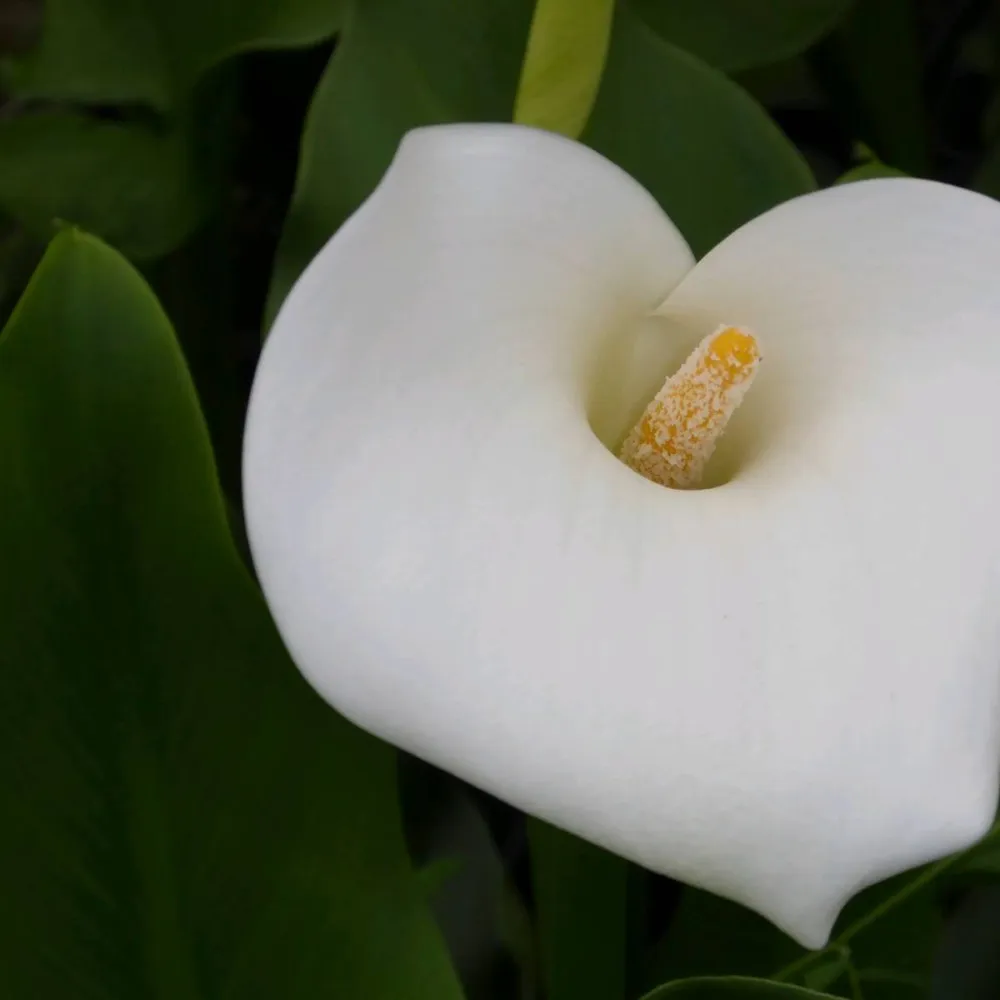 Zantedeschia?aethiopica?Crowborough | Crowborough arum lily (hardy calla) | Marginal Plant