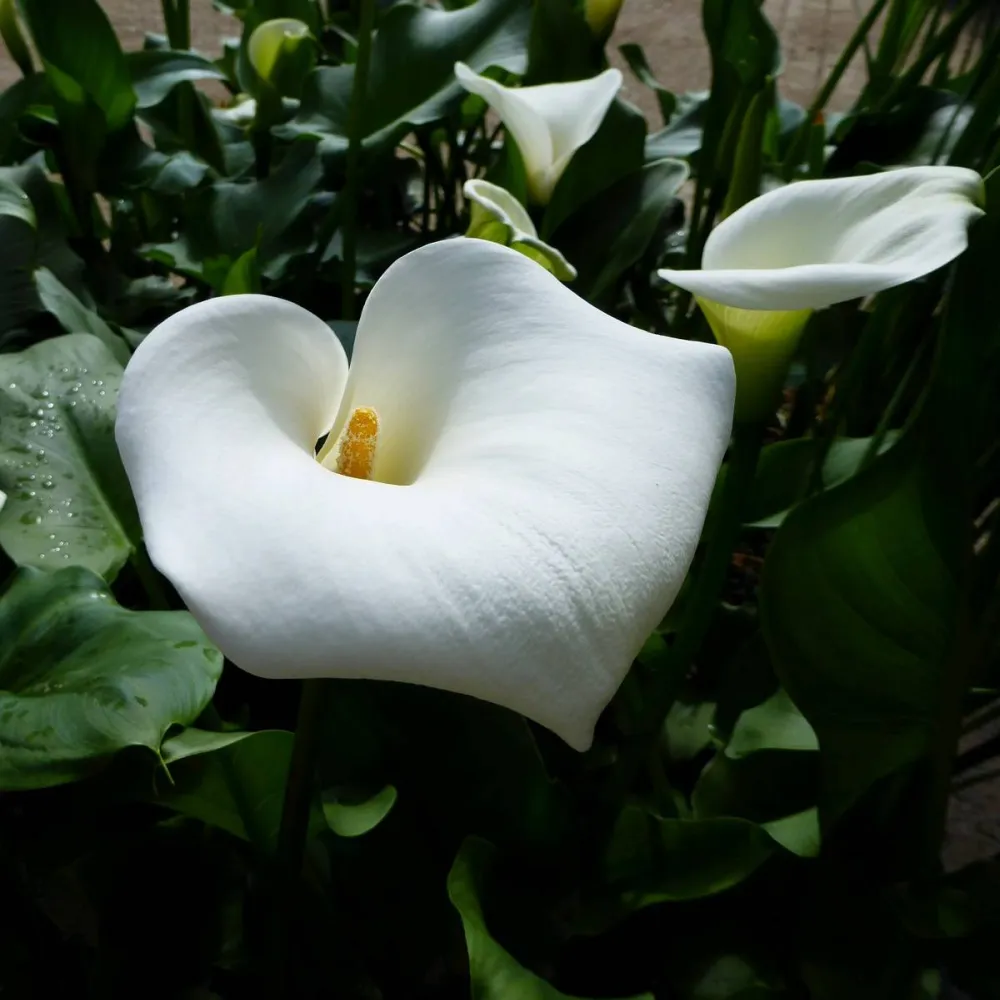 Zantedeschia?aethiopica?Crowborough | Crowborough arum lily (hardy calla) | Marginal Plant - Image 10