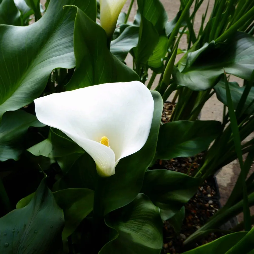 Zantedeschia?aethiopica?Crowborough | Crowborough arum lily (hardy calla) | Marginal Plant - Image 2