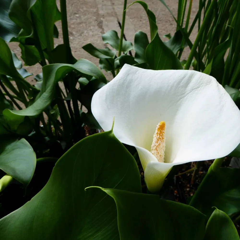 Zantedeschia?aethiopica?Crowborough | Crowborough arum lily (hardy calla) | Marginal Plant - Image 3