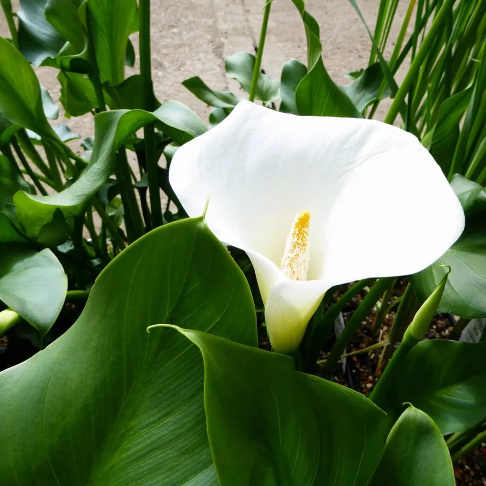Zantedeschia?aethiopica?Crowborough | Crowborough arum lily (hardy calla) | Marginal Plant - Image 4