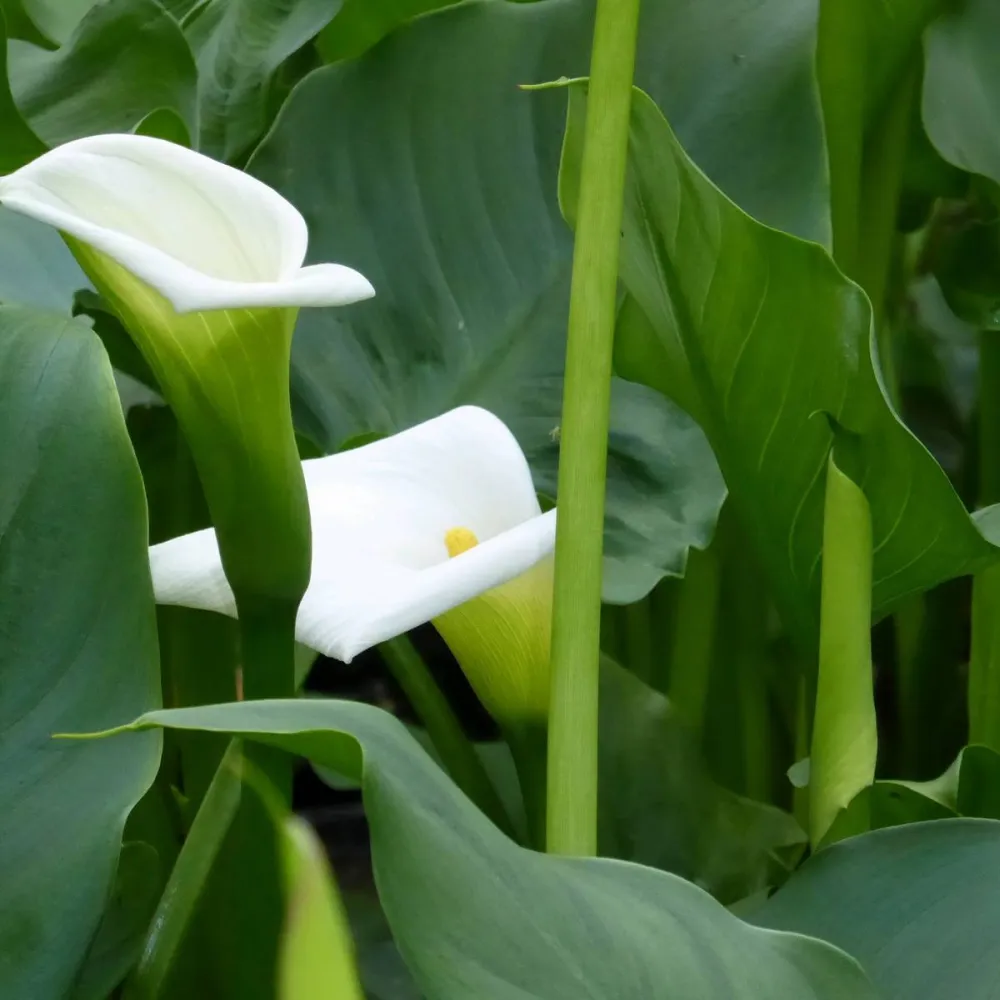 Zantedeschia?aethiopica?Crowborough | Crowborough arum lily (hardy calla) | Marginal Plant - Image 6