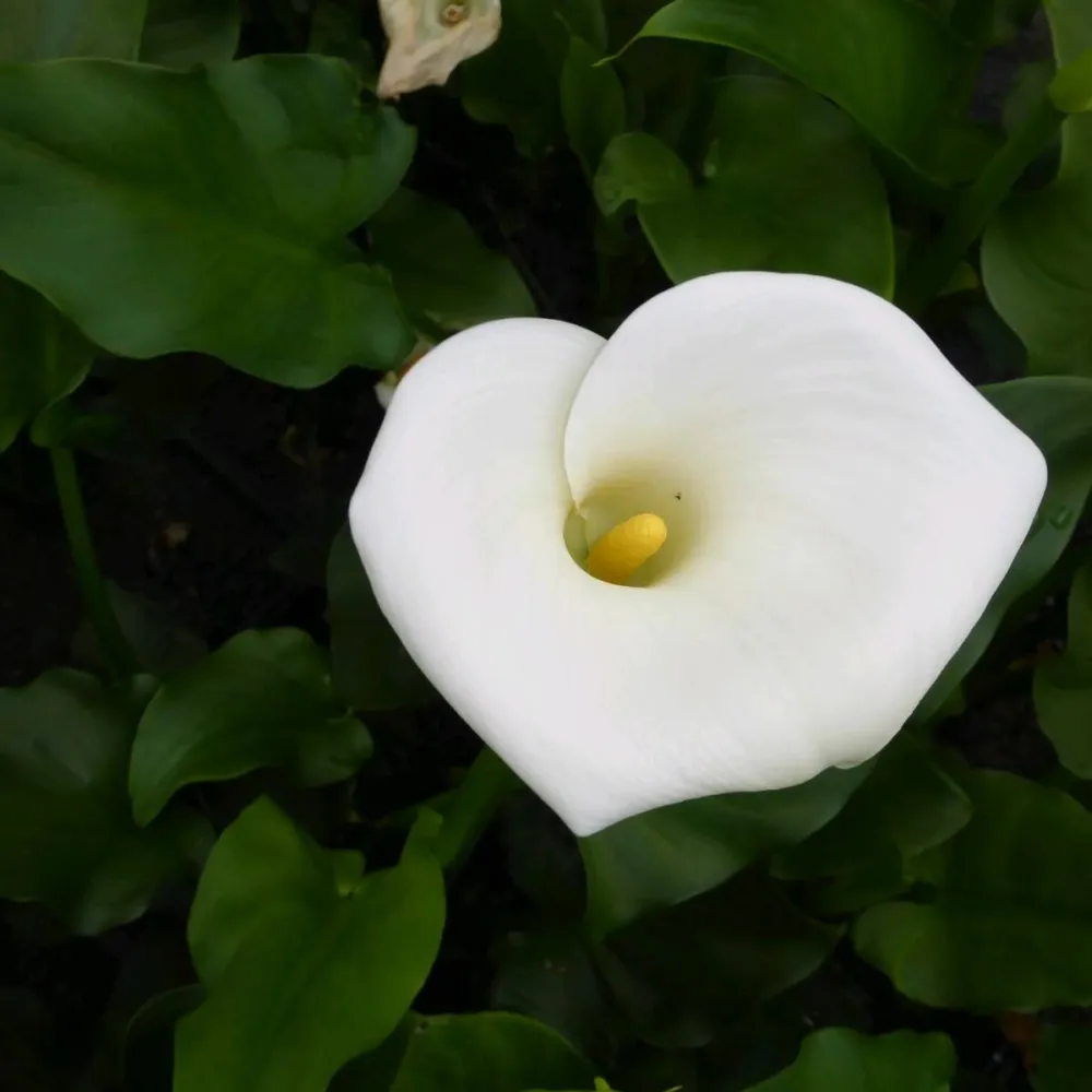 Zantedeschia?aethiopica?Crowborough | Crowborough arum lily (hardy calla) | Marginal Plant - Image 7