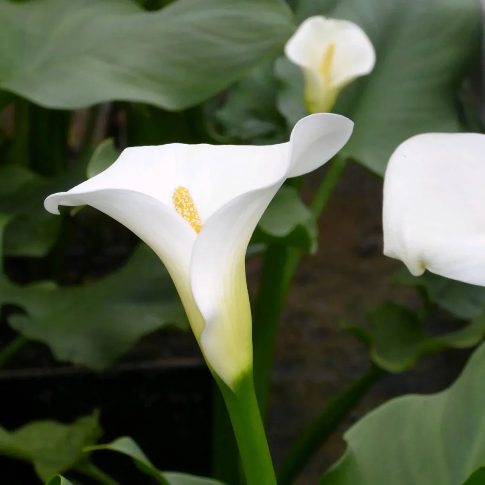 Zantedeschia?aethiopica?Crowborough | Crowborough arum lily (hardy calla) | Marginal Plant - Image 8