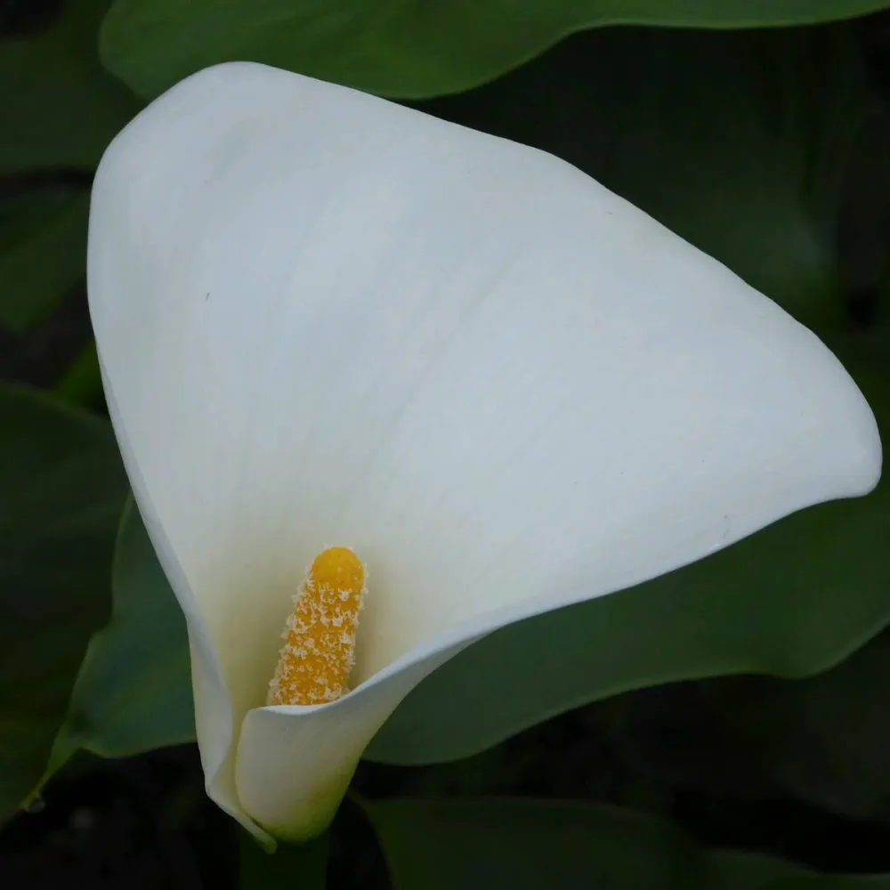 Zantedeschia?aethiopica?Crowborough | Crowborough arum lily (hardy calla) | Marginal Plant - Image 9